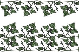 Botanical floral horizontal border with grapevine isolated on white background. Hand drawn vine plant with long stem and green leaves illustration. Graphic design element for Birthday Wedding Card vector
