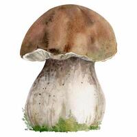 Bolete cep mushroom fungus, autumn forest harvest, edible raw ingredient for vegan cooking. Single element hand drawn in watercolor. Identification cards, seasonal planner stickers, menu cookbook vector