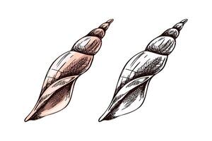 Hand drawn vintage sketch of spiral marine shell in color and monochrome, isolated illustration vector