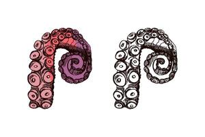 Hand drawn vintage sketch of curled octopus tentacle in pink and violet, colored and monochrome set vector