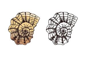 Hand drawn vintage sketch of spiral marine seashell in color and monochrome, isolated illustration vector
