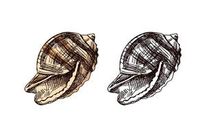 Hand drawn vintage sketch of large marine seashell in color and monochrome, isolated illustration vector