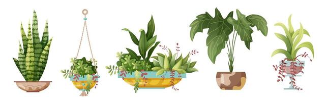 Various types of indoor plants in pots vector