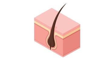 Hair growth isometric illustration on white background vector