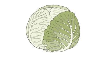 The Nutritional Powerhouse of Cabbage Health Benefits Recipes and More Nutritional Information Guide vector
