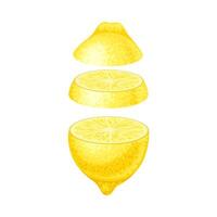 Lemon slices lying in vertical row. Healthy organic vegetable illustration vector