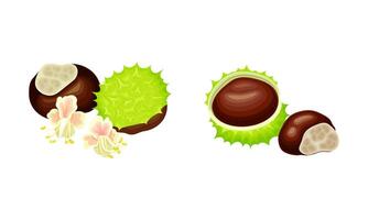 Chestnut peeled green prickly shell with healthy organic nuts illustration vector