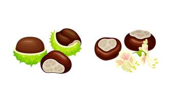Chestnut peeled green prickly shell with nuts and flowers illustration vector