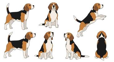 Understanding The Beagle Dog Breed A Comprehensive Guide to Traits and Care Tips vector