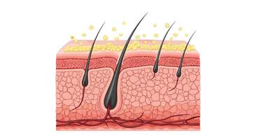 Understanding Human Skin Layers and Hair Follicles Structure and Function in Detail View vector