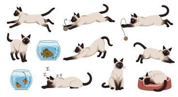 Exploring the Charm of Siamese Cats A Comprehensive Look at Behavior and Care vector