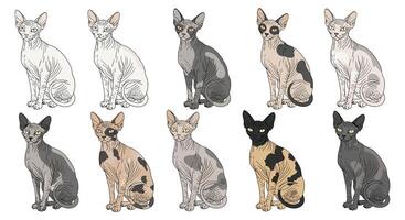Exploring the Diverse World of Sphynx Cats A Comprehensive Guide to Coat Colors vector