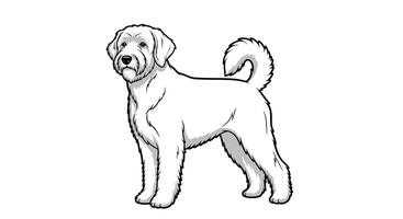 All About Goldendoodle Puppies Breed Pros Cons Training and Health Comprehensive Guide for Owners vector