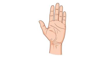 Exploring the Intricacies of Human Hand Anatomy and Function A Comprehensive Guide vector
