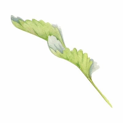Green trefoil leaf hand drawn in watercolor. Flower bush tree, strawberry raspberry wayfaring burnet parsley blackberry. Isolated botanical illustration. Wedding, florist shop, scrapbooking, cosmetics