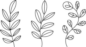 Minimalist botanical line art set three different plant branches vector