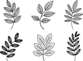 Botanical illustration set of various leaves and branches black outline on white background vector