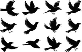 Collection of bird silhouettes in various flying poses isolated on white background vector