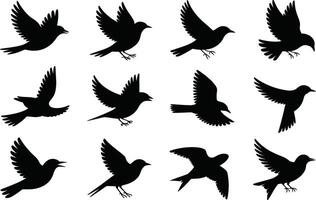 Set of twelve flying birds silhouette icons isolated on white background illustration vector