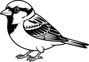 Sparrow bird black and white illustration detailed outline wildlife fauna vector