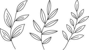Botanical line art illustration of three leaf branches minimalist design vector