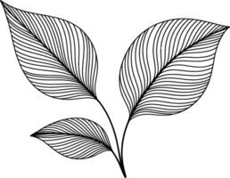 Delicate line art of three leaves botanical illustration minimalist aesthetic design vector