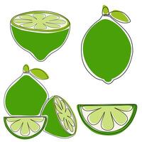 Whole, slice and cut lime. Minimalist hand drawn set lime fruit set isolated on white background vector