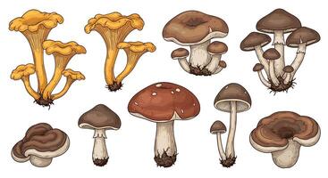 The Enigmatic World of Fungi Exploring Varieties Habitats and Ecological Importance of Mushrooms vector