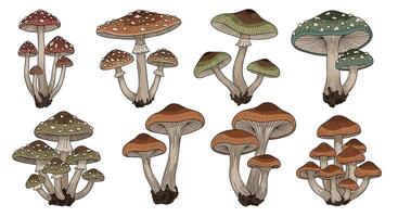 A Detailed Study of Clustered Mushrooms Exploring Biology Nature and Ecosystem Dynamics for Science vector