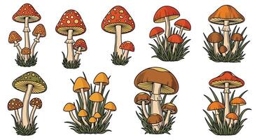 A Guide to Identifying Wild Mushrooms Exploring Edible and Poisonous Varieties Found in Forests vector
