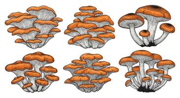 A Comprehensive Guide to Identifying and Understanding the World of Wild Edible Mushrooms vector