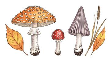 A Colorful Collection of Wild Mushrooms and Fallen Leaves in Autumn Season vector