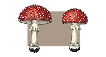 Exploring the Enchanting World of Fly Agaric Mushrooms A Deep Dive into Nature vector
