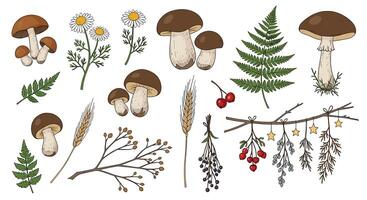 Autumn Forest Still Life with Mushrooms Berries Ferns and Twigs Natural Elements vector