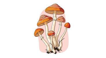 Exploring the Wonderful World of Fungi A Guide to Understanding and Identifying Mushrooms vector