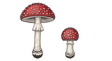 The Mystical Allure of Amanita Muscaria Exploring the Magic of Fly Agaric vector