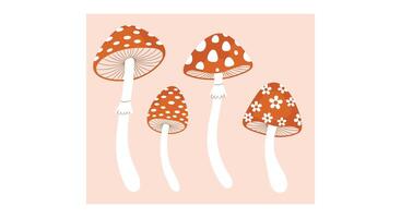 Five Fungi with Orange Caps and White Spots Against a Peach Background Image vector
