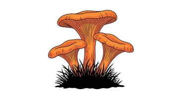 Exploring the Enchanting World of Chanterelle Mushrooms Culinary Delights and Fungal Wonders vector