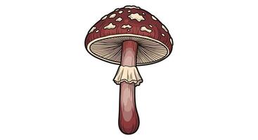 Understanding Mushroom Identification A Guide to Identifying Different Types of Wild Mushrooms vector