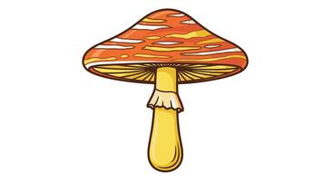 Guide to Identify Toxic and Non-Toxic Mushrooms for Safe Foraging in The Wilderness vector