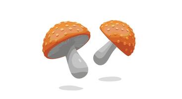 A Guide to Identifying and Understanding the Characteristics and Benefits of Wild Mushrooms vector