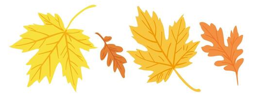 Bright maple and oak autumn leaves. isolated illustration vector