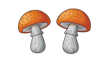 Two mushrooms with white and orange tops vector