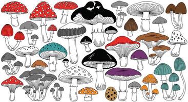 A collection of different types of mushrooms vector