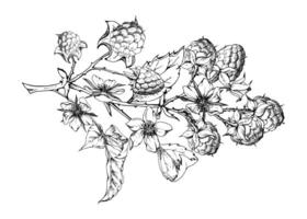 Raspberry berries leaves flowers on thorny spiked branch hand drawn in ink. Ripe dewberry mulberry. Isolated botanical illustration. Home preserves cookbook, grocery store, realistic closeup vector