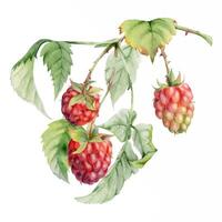 Raspberry leaves berries hanging on thorny spiked branch watercolor hand drawn. Ripe dewberry mulberry loganberry. Isolated botanical illustration. Home preserves cookbook, grocery store, closeup card vector