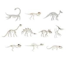 A detailed set of prehistoric dinosaur skeleton illustrations featuring various species. Ideal for educational materials, museum displays, science visuals, and paleontology themed designs. vector