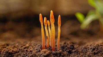 Exquisite Display of Nature with Cordyceps Mushroom Emerging Amidst Lush Greenery photo