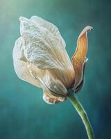 Soft Green Stem Supporting an Elegant White Magnolia Bloom in Shallow Focus photo