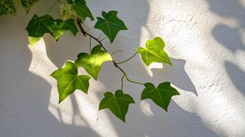 Sunlight Filtering Through Leaves, Casting Beautiful Shadow Designs photo